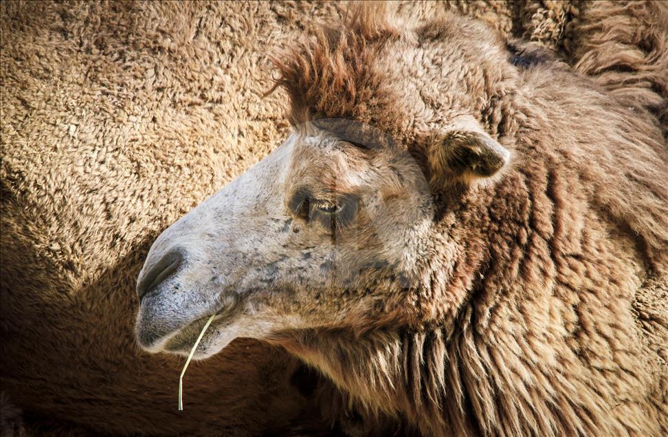 Túnez: zoológico lucha para salvar especies en peligro de extinción