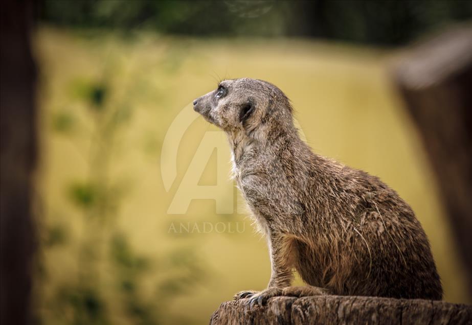 Túnez: zoológico lucha para salvar especies en peligro de extinción
