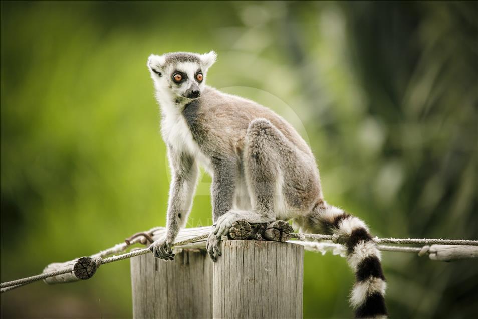Túnez: zoológico lucha para salvar especies en peligro de extinción