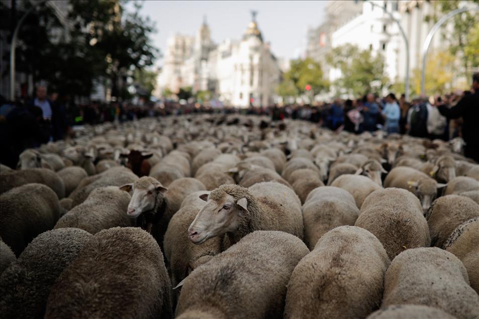 Madrid'de koyunlar şehre indi