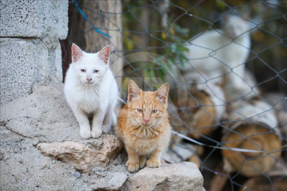 Macet me sy të pazakontë nga shkaku i çrregullimit gjenetik
