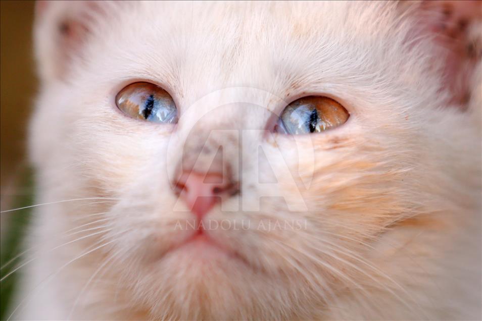 Редок феномен: Мачки со необични очи поради генетско нарушување