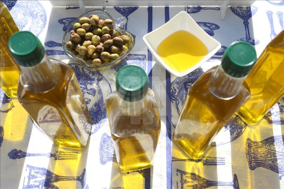 Kahramanmaraş'ta organik zeytin hasadı başladı