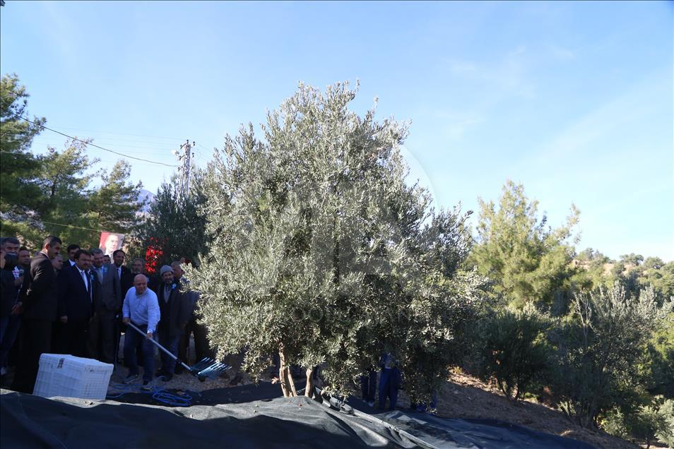 Kahramanmaraş'ta organik zeytin hasadı başladı