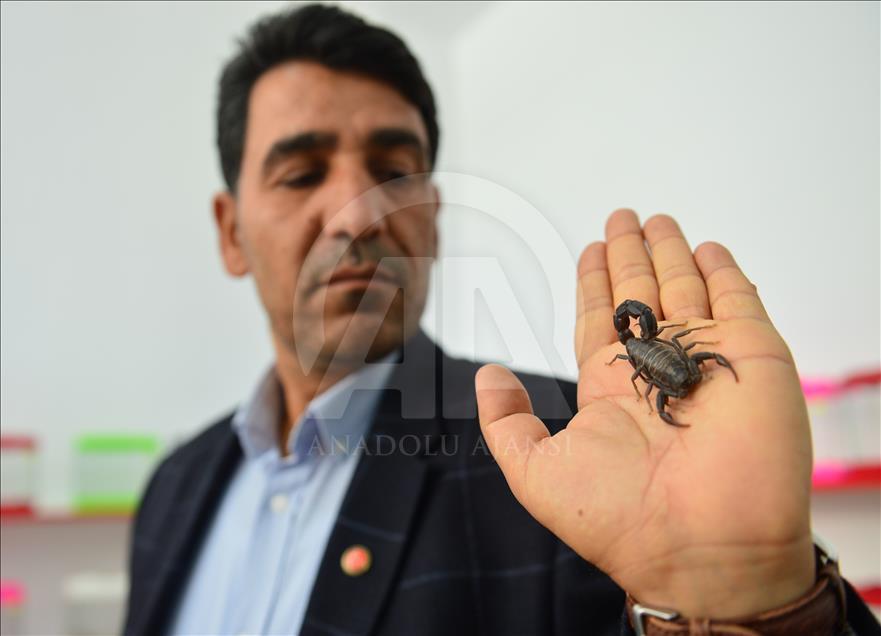 Turkish entrepreneur breeds scorpions for anti-venom