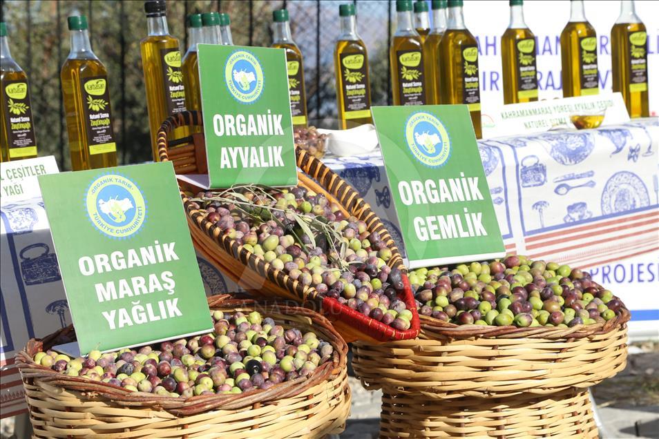 Kahramanmaraş'ta organik zeytin hasadı başladı