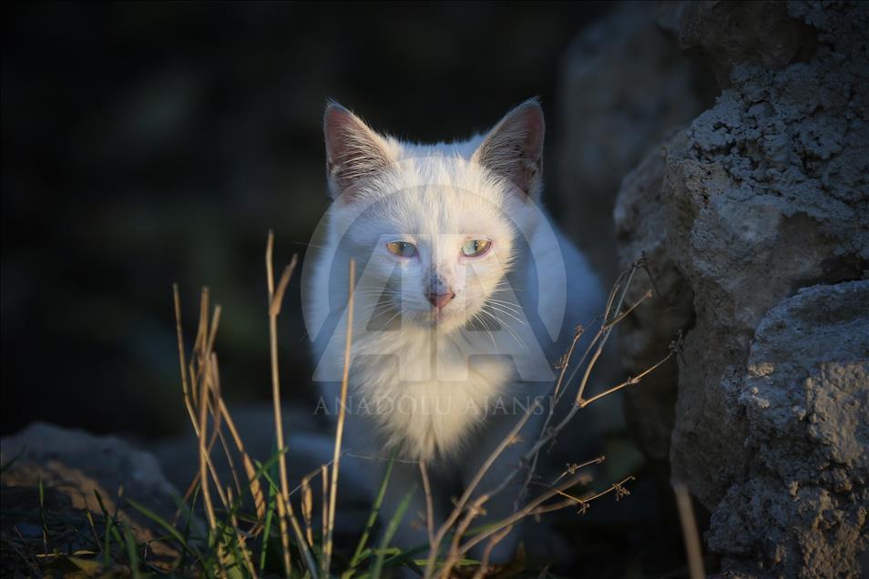 Macet me sy të pazakontë nga shkaku i çrregullimit gjenetik
