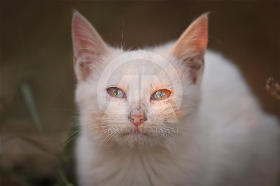 Редок феномен: Мачки со необични очи поради генетско нарушување
