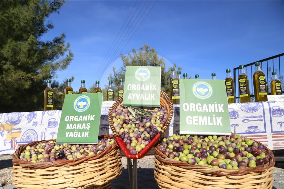Kahramanmaraş'ta organik zeytin hasadı başladı