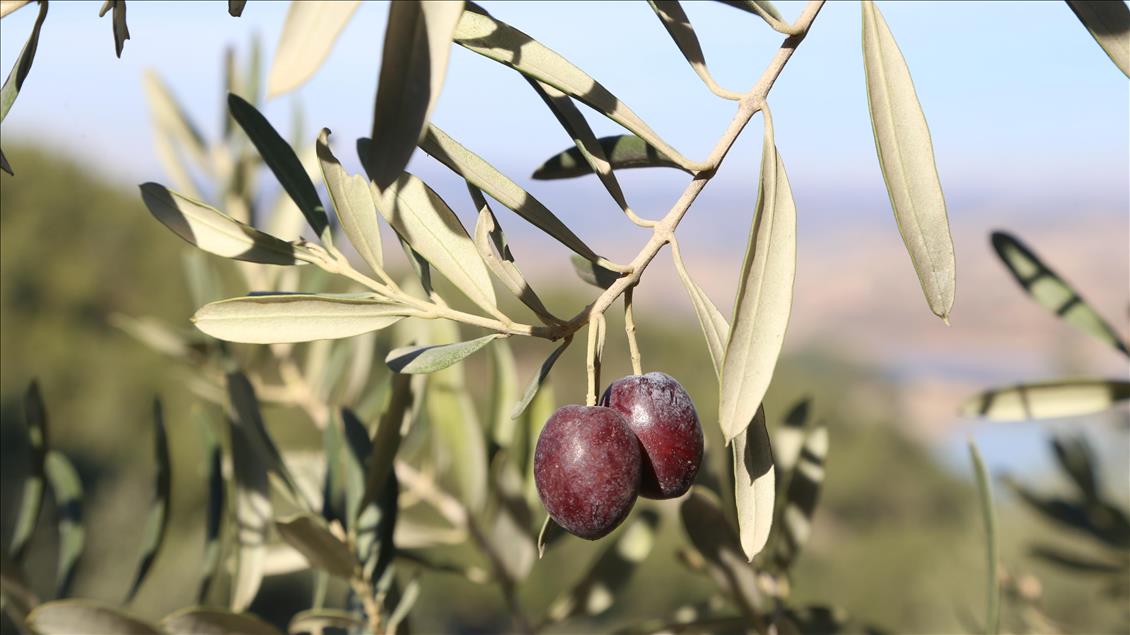 Kahramanmaraş'ta organik zeytin hasadı başladı