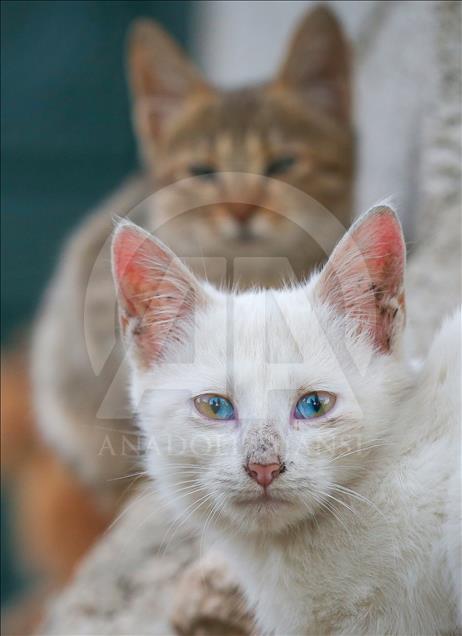 Редок феномен: Мачки со необични очи поради генетско нарушување

