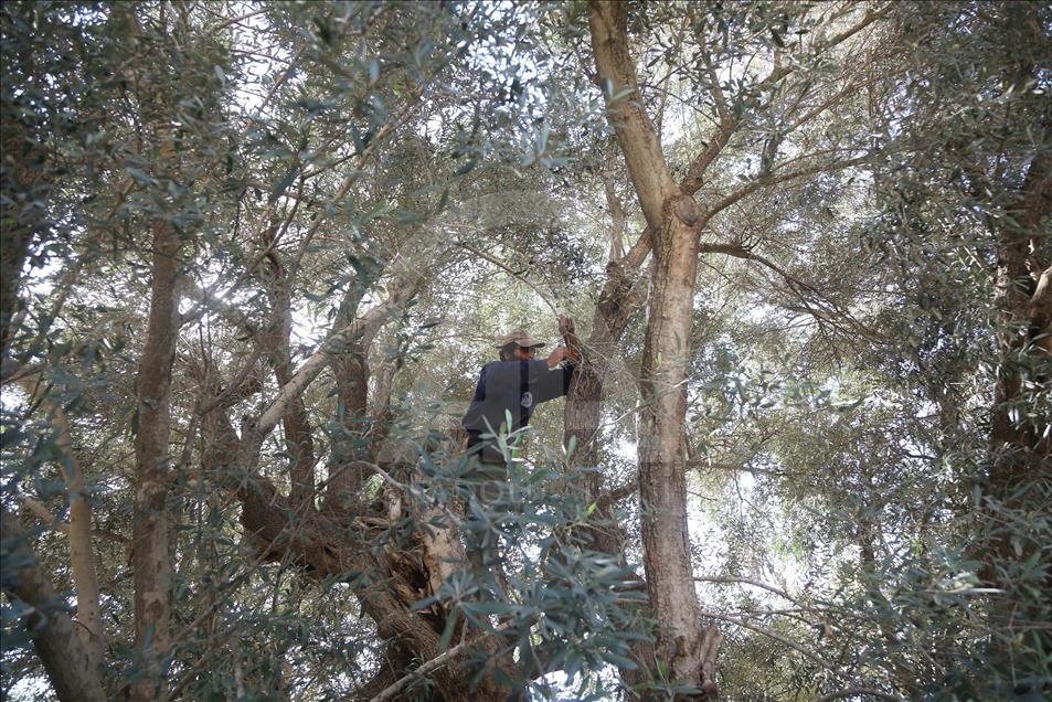 أكبر شجرة زيتون فلسطينية معم رة تتحدى جدار الفصل الإسرائيلي