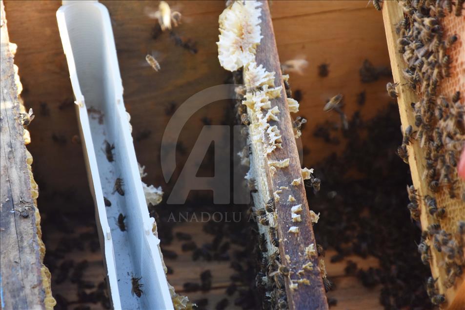 Arıcıları çam balı kurtardı
