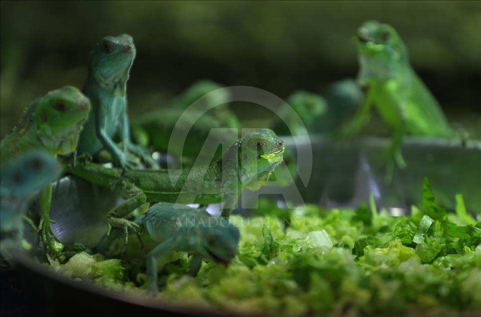 Iguanas recién nacidas en el zoológico de Bursa
