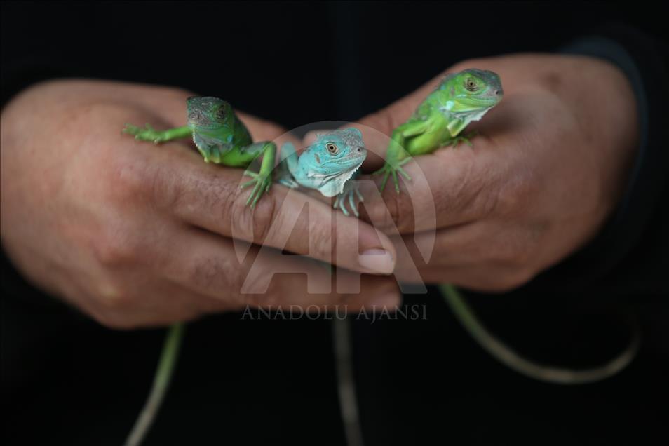 Iguanas recién nacidas en el zoológico de Bursa