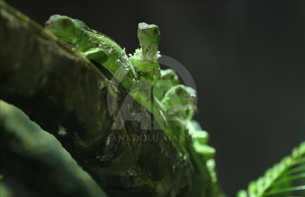 Iguanas recién nacidas en el zoológico de Bursa
