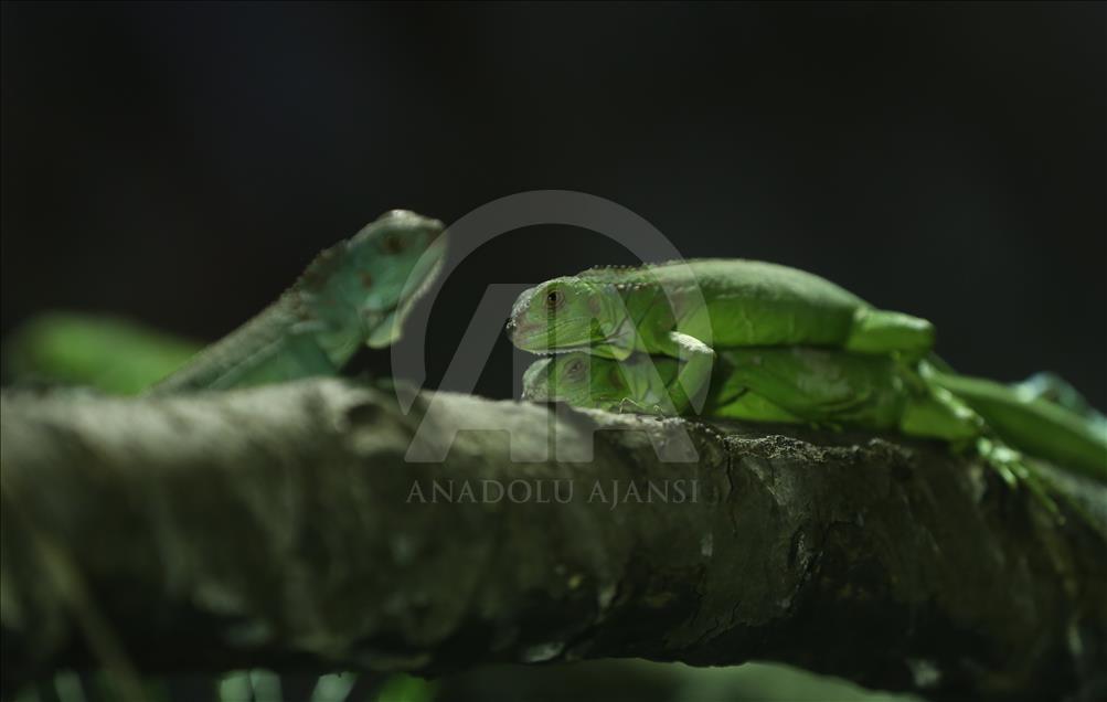 Iguanas recién nacidas en el zoológico de Bursa