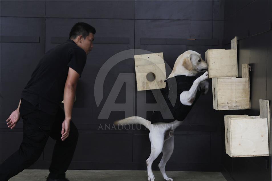 Endonezya'da Narkotik Köpek Eğitimi