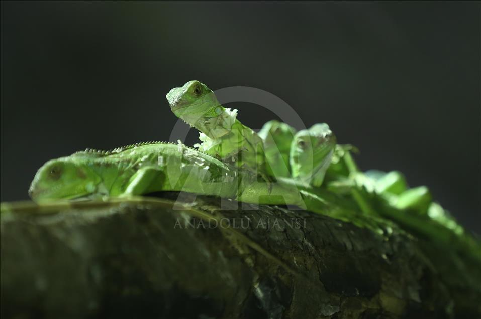 Iguanas recién nacidas en el zoológico de Bursa