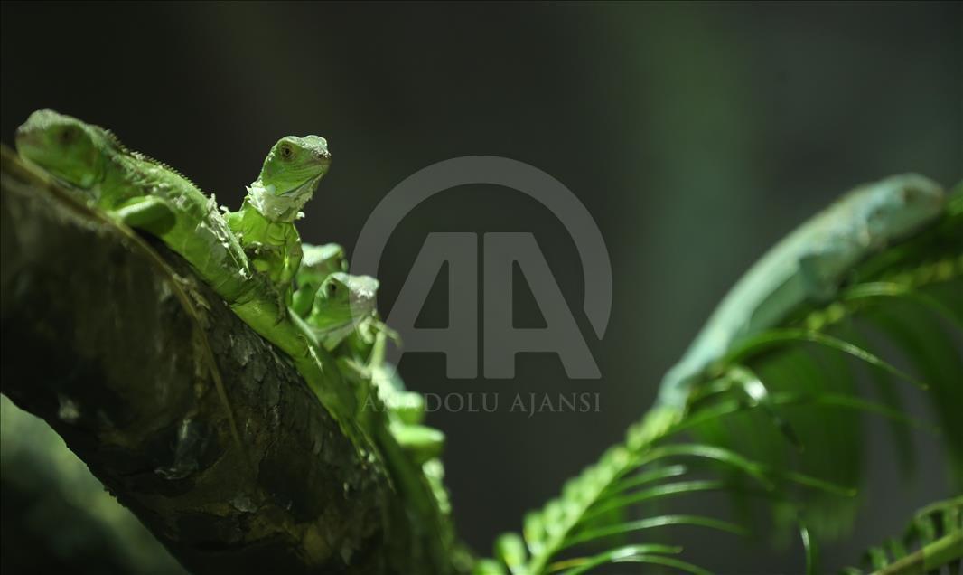 Iguanas recién nacidas en el zoológico de Bursa