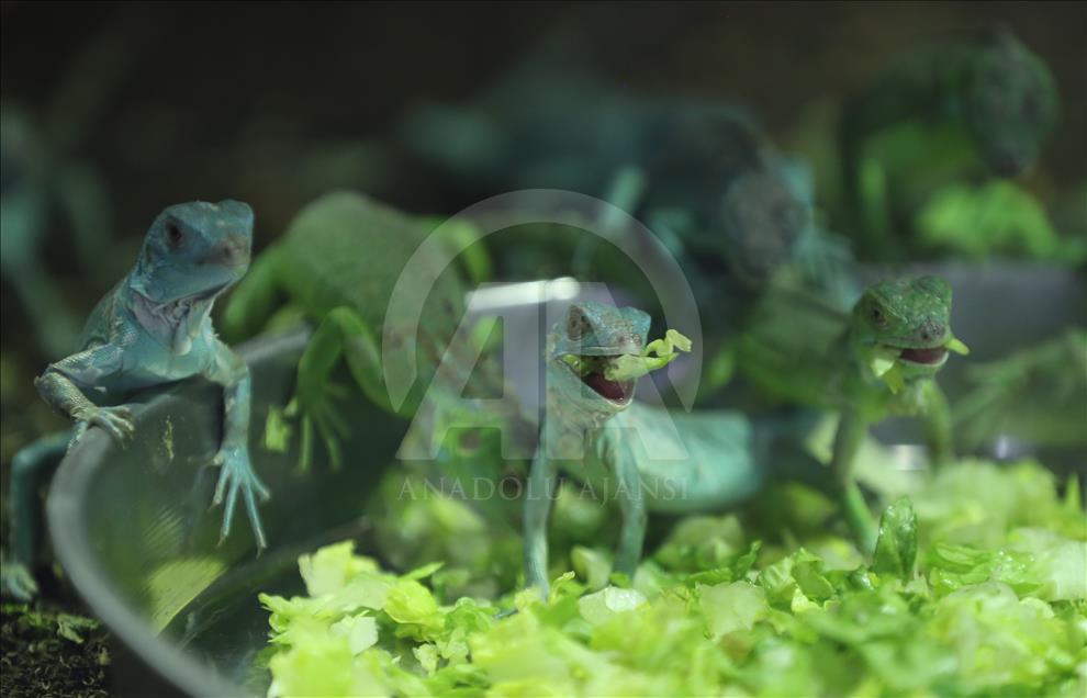 Iguanas recién nacidas en el zoológico de Bursa