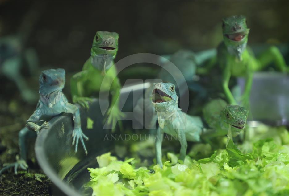 Iguanas recién nacidas en el zoológico de Bursa