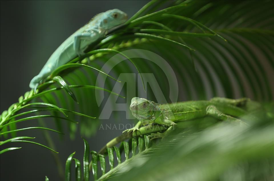 Iguanas recién nacidas en el zoológico de Bursa