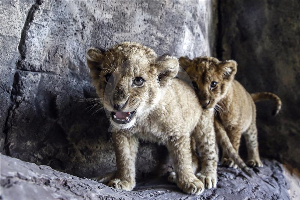 Wild cats of Istanbul