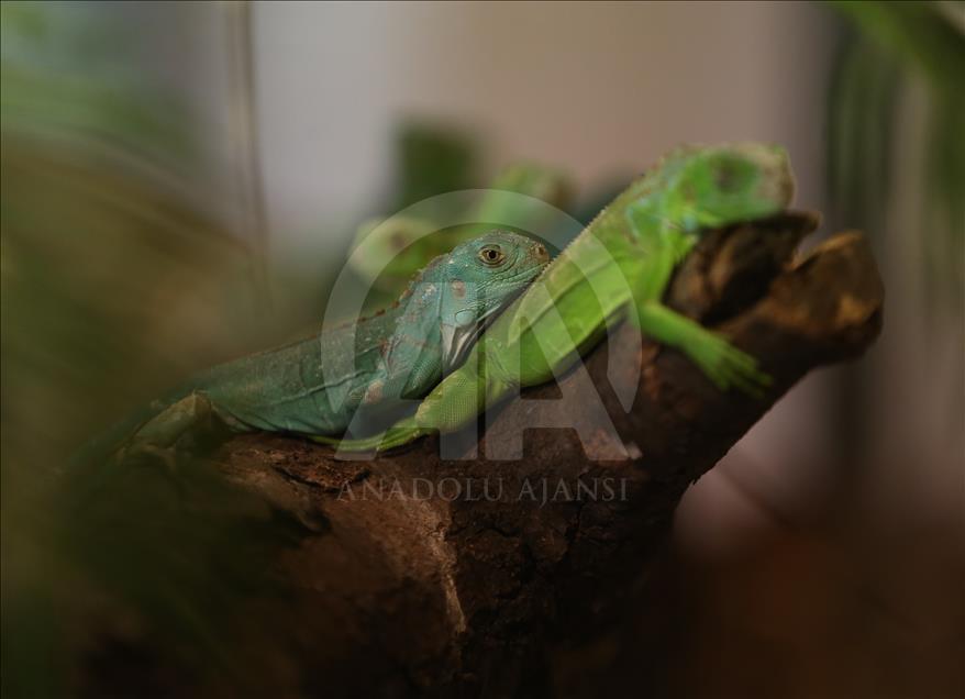 Iguanas recién nacidas en el zoológico de Bursa