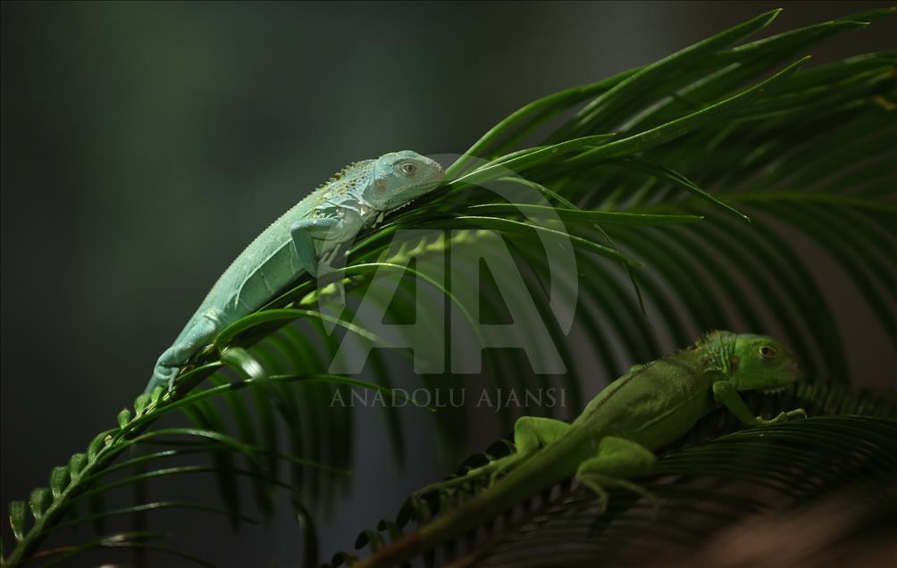 Iguanas recién nacidas en el zoológico de Bursa
