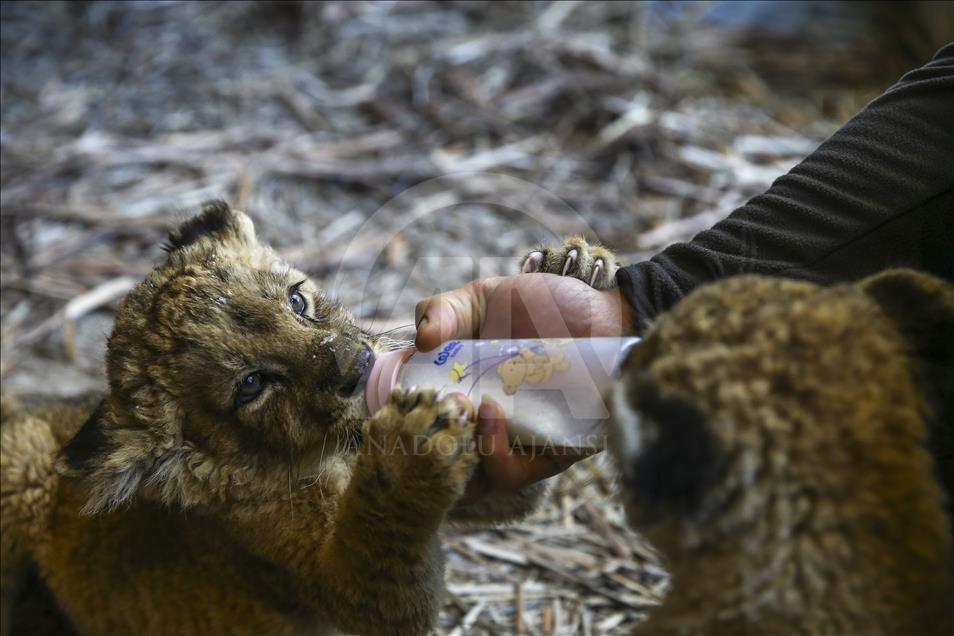 Wild cats of Istanbul