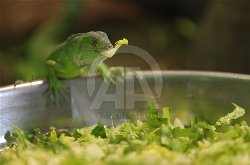 47 iguana yavrusuna özenle bakıyorlar