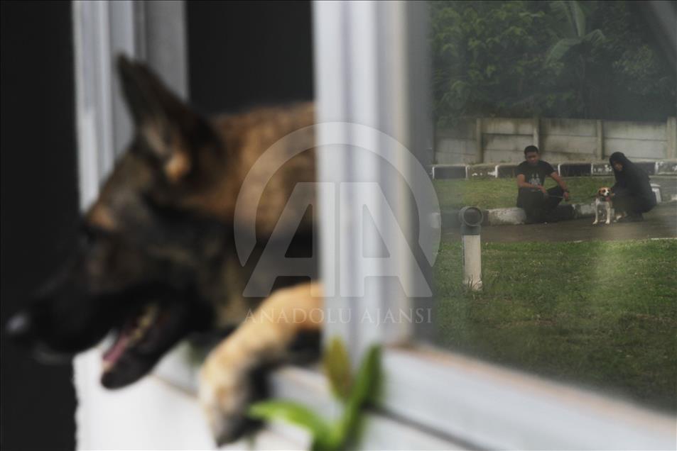 Melatih dan merawat satwa jagoan pengendus narkotik