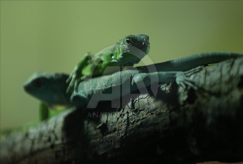 47 iguana yavrusuna özenle bakıyorlar