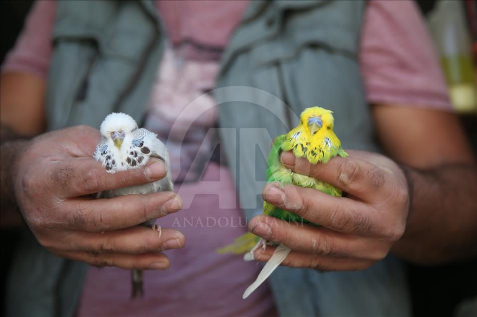 Kafes kuşları Şanlıurfa'da görücüye çıktı