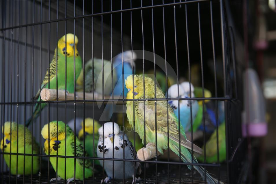 Kafes kuşları Şanlıurfa'da görücüye çıktı