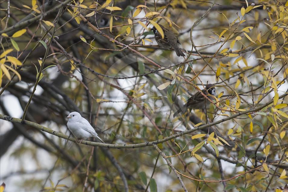 Rare albino sparrow spotted in Turkish capital Ankara