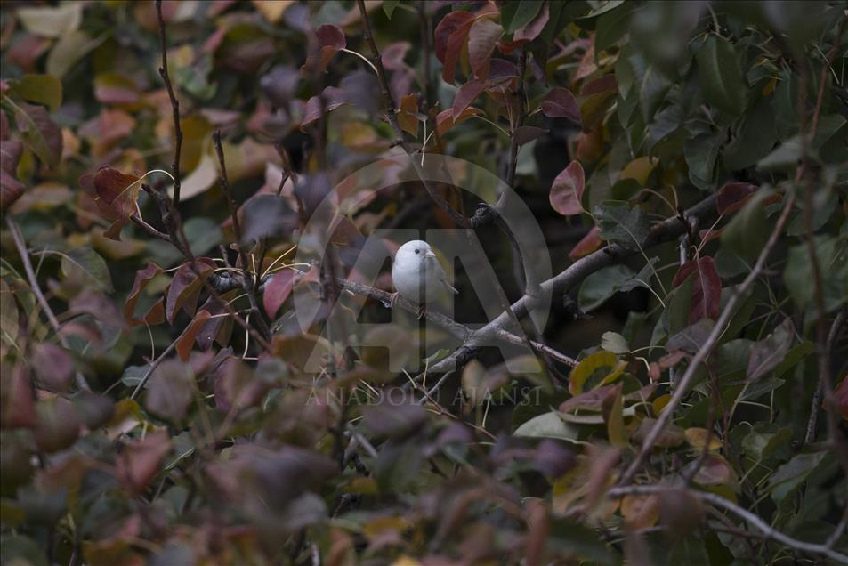 Rare albino sparrow spotted in Turkish capital Ankara