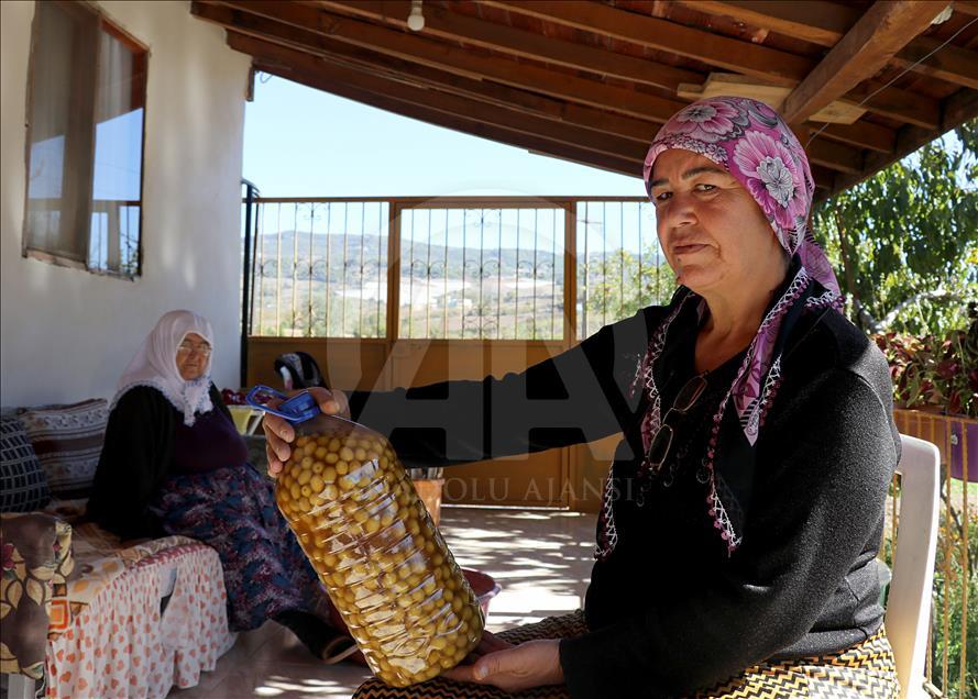 "الزيتون المُرمّد" يٌزين موائد ولاية هطاي التركية
