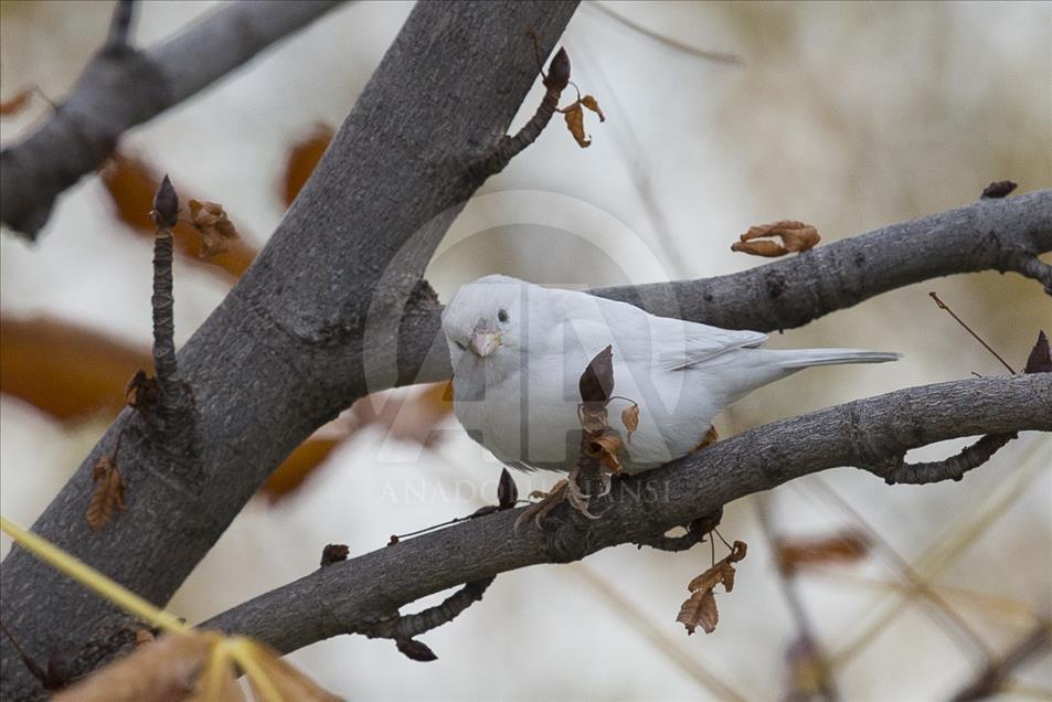 Rare albino sparrow spotted in Turkish capital Ankara