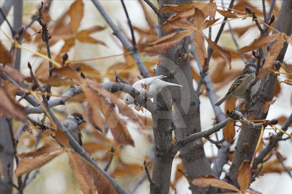 Rare albino sparrow spotted in Turkish capital Ankara