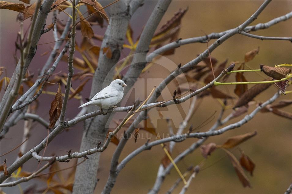 Rare albino sparrow spotted in Turkish capital Ankara