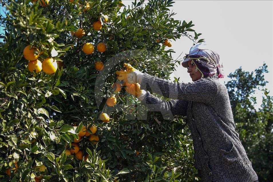 Antalya'da erken portakal hasadı