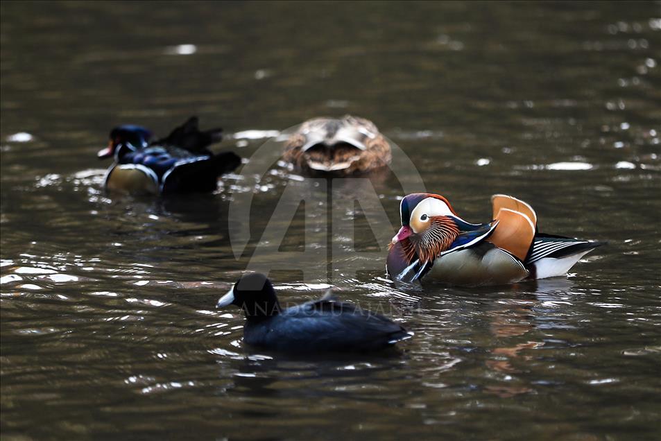 The Mandarin Duck in Central Park