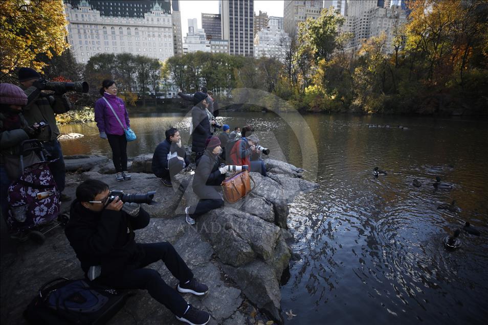 The Mandarin Duck in Central Park