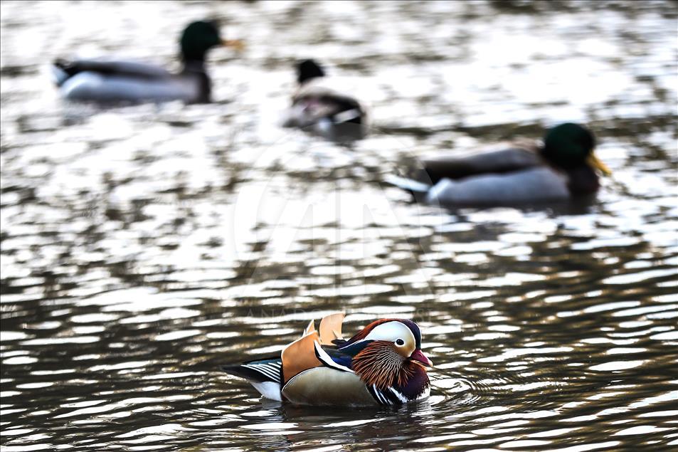 The Mandarin Duck in Central Park