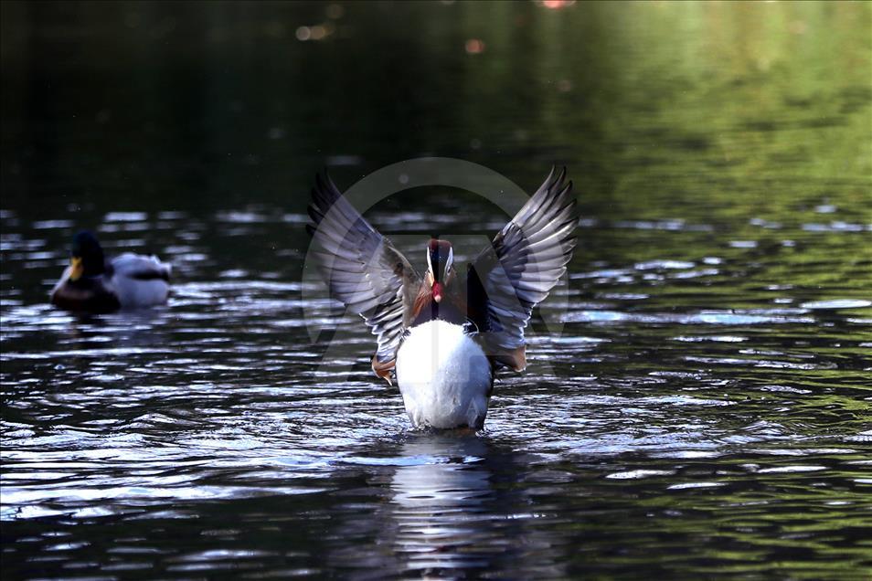 Central Park'ın davetsiz misafiri Mandarin ördeği parkın maskotu oldu