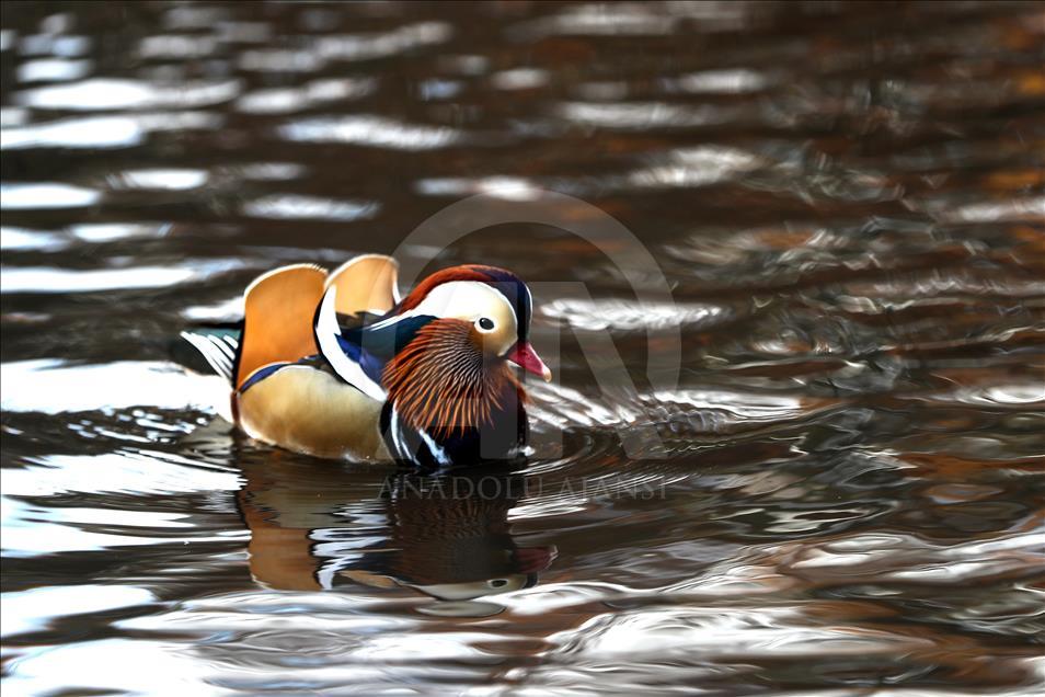 Central Park'ın davetsiz misafiri Mandarin ördeği parkın maskotu oldu