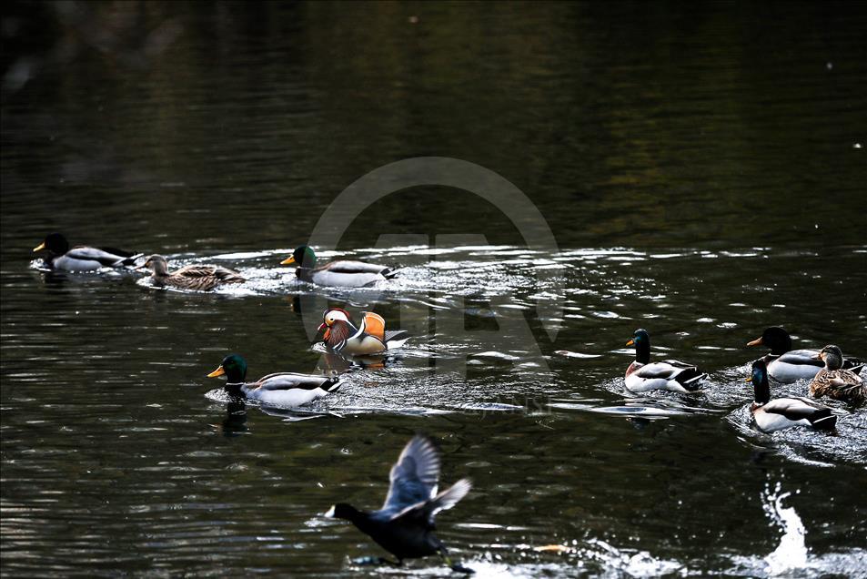 The Mandarin Duck in Central Park