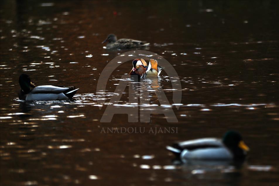 The Mandarin Duck in Central Park